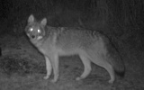 Coyote112509_2254hrs